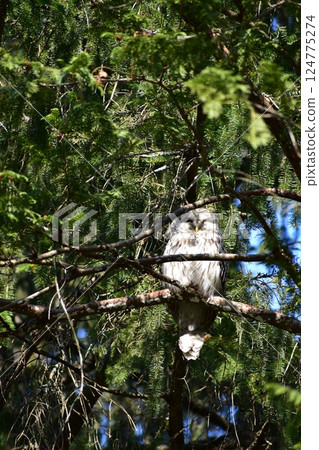 Ezo Owl Ezo Owl 124775274