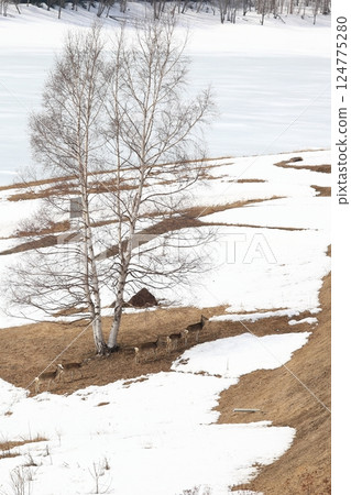 A herd of Ezo deer walking along the shore of Lake Shirakaba in Hokkaido in early spring A herd of Ezo deer walking along the shore of Lake Shirakaba in Hokkaido in early spring 124775280