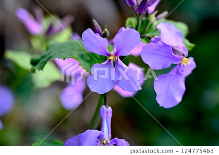 Murasakihanana 124775463