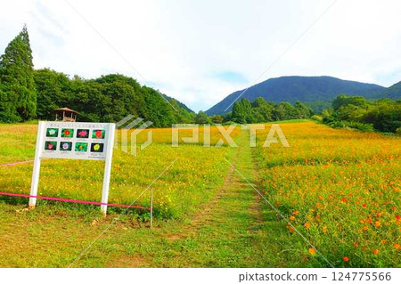 Cosmos in full bloom, Autumn cherry blossoms, Cosmosberg, Omoshiroyama Plateau Cosmos in full bloom, Autumn cherry blossoms, Cosmosberg, Omoshiroyama Plateau 124775566