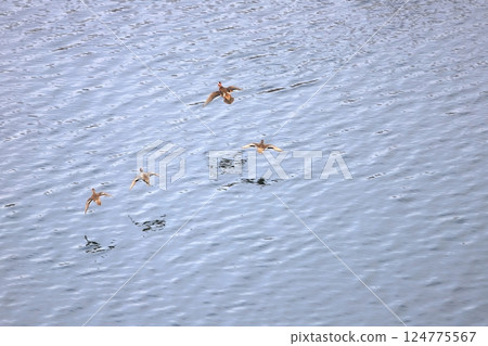 Lake surface in early spring: Mallards and mandarin ducks landing on the loosened frozen lake surface 124775567