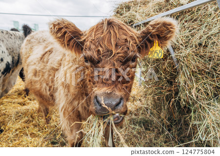 Galloway cattle breed for meat production 124775804