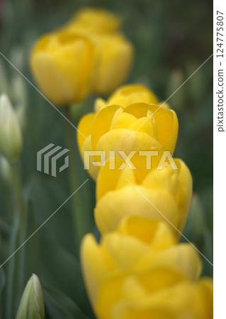 Lined yellow tulips 124775807
