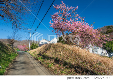 河津櫻花盛開的鶴卷田園風光 124775942