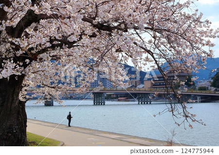 盛開的櫻花和瀨田唐橋 盛開的櫻花和瀨田唐橋 124775944