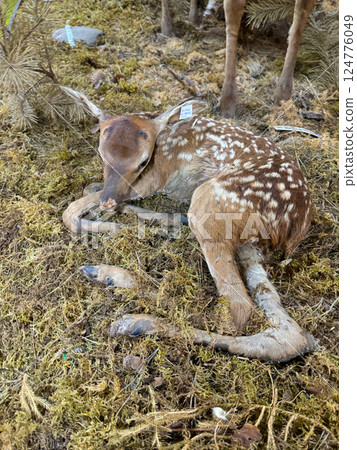 Realistic Taxidermy Display of a Resting Fawn in Forest Diorama Realistic Taxidermy Display of a Resting Fawn in Forest Diorama 124776049