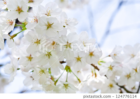 櫻花 櫻花 124776114
