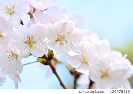 櫻花 櫻花 124776116