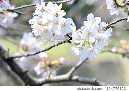 Cherry blossom 124776122
