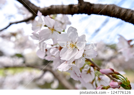 Cherry blossom 124776126