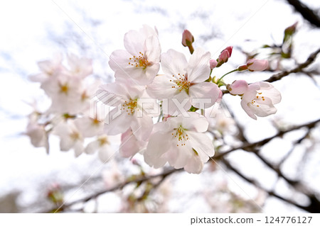 櫻花 櫻花 124776127