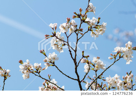 Cherry blossoms in full bloom shining in the blue sky 124776236