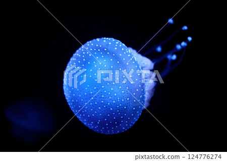 Tropical Jellyfish Phyllorhiza punctata white-spotted jellyfish underwater 124776274