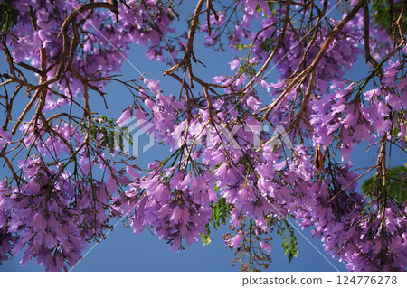 Jacaranda Tree in Full Bloom with Purple Flowers Against a Deep Blue Sky Jacaranda Tree in Full Bloom with Purple Flowers Against a Deep Blue Sky 124776278