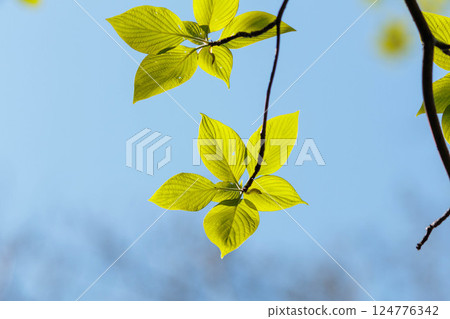 Shining young leaves bathed in light 124776342