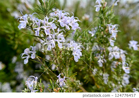 Rosemary Flower 124776457