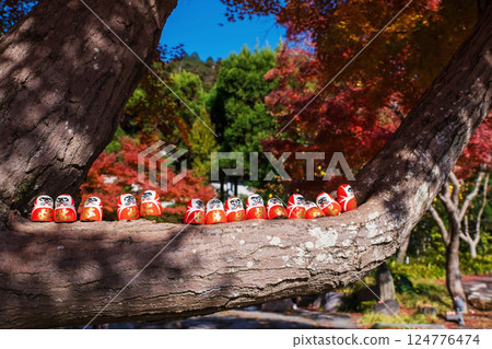 Daruma dolls on tree branch by colorful fall maple leaf, Katsuoji temple Daruma dolls on tree branch by colorful fall maple leaf, Katsuoji temple 124776474