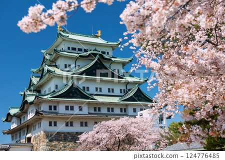 Nagoya Castle with pink sakura or cherry tree tunnel bloom in spring Nagoya Castle with pink sakura or cherry tree tunnel bloom in spring 124776485
