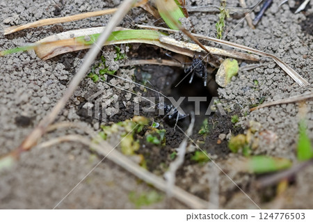 Ant nest Ant nest 124776503