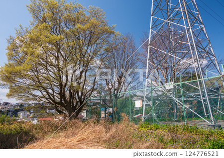 A refreshing rural landscape with towering trees A refreshing rural landscape with towering trees 124776521