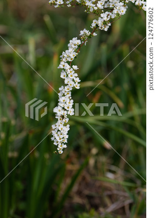 The dazzling whiteness of the Spiraea willows The dazzling whiteness of the Spiraea willows 124776602