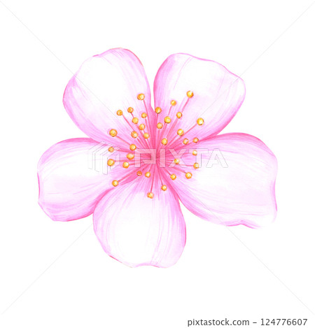 Hand drawn watercolor cherry blossom flower. Illustration of flowers isolated on white background. Can be used for postcard, label, scrapbook and other printed products. Hand drawn watercolor cherry blossom flower. Illustration of flowers isolated on white background. Can be used for postcard, label, scrapbook and other printed products. 124776607