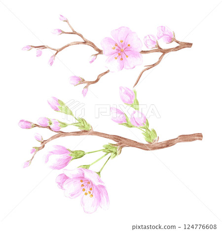 Hand drawn watercolor cherry blossom branch. Illustration of flowers isolated on white background. Can be used for postcard, label, scrapbook and other printed products. 124776608