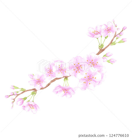 Hand drawn watercolor cherry blossom branch composition. Illustration of flowers isolated on white background. Can be used for postcard, label, scrapbook and other printed products. 124776610
