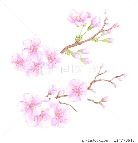 Hand drawn watercolor cherry blossom branch composition. Illustration of flowers isolated on white background. Can be used for postcard, label, scrapbook and other printed products. 124776613