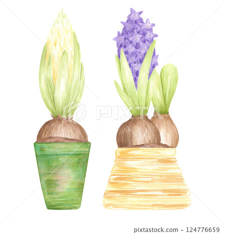 Hand drawn watercolor blooming hyacinth bulbs with green leaves in pots, flowers isolated on white background. Can be used for postcard, label, scrapbook and other printed products. 124776659
