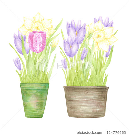 Hand drawn watercolor daffodil crocus and tulip with green leaves in a pot isolated on white background. Can be used for postcard, label, scrapbook and other printed products. 124776663