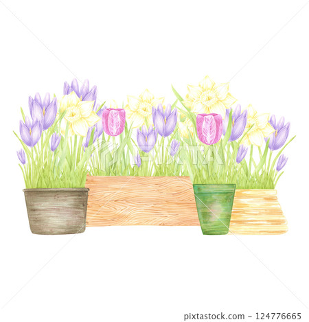 Hand drawn watercolor daffodil crocus and tulip with green leaves in a pots and boxes composition isolated on white background. Can be used for postcard, label, scrapbook and other printed products. Hand drawn watercolor daffodil crocus and tulip with green leaves in a pots and boxes composition isolated on white background. Can be used for postcard, label, scrapbook and other printed products. 124776665