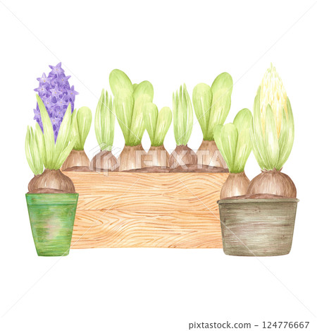 Hand drawn watercolor blooming hyacinth bulbs with green leaves in pots and boxes, flowers isolated on white background. Can be used for postcard, label, scrapbook and other printed products. 124776667