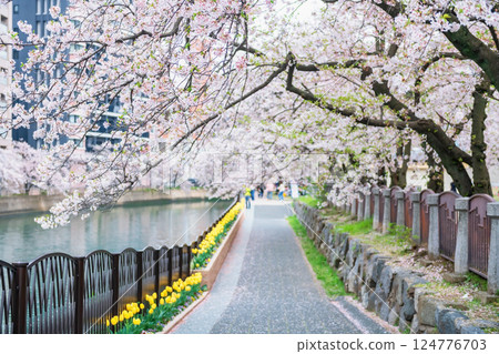 Sakura blossom tunnel of cherry tree by Naka river at Tenjin park, Fukuoka Sakura blossom tunnel of cherry tree by Naka river at Tenjin park, Fukuoka 124776703