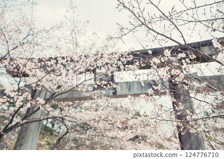 White sakura tunnel at torii gate in Homangu Kamado shrine, Dazaifu 124776710
