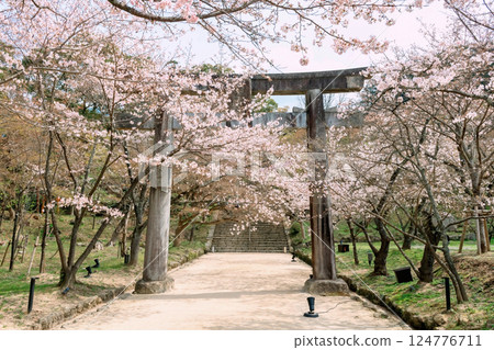 Pink sakura cherry tunnel at torii gate of Homangu Kamado shrine 124776711
