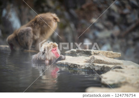 Japanese Snow monkey sleep on hot spring water, Nagano, Japan Japanese Snow monkey sleep on hot spring water, Nagano, Japan 124776754