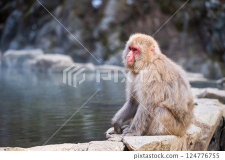 Japanese Snow monkey on rock by hot water, Jigokudani, Nagano Japanese Snow monkey on rock by hot water, Jigokudani, Nagano 124776755