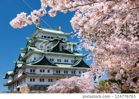 Nagoya Castle with pink sakura blossom in springtime, Japan 124776763