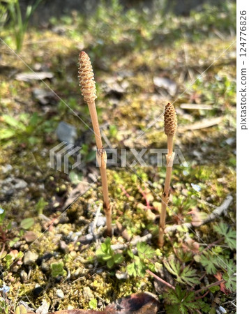 Spring horsetail is healthy Spring horsetail is healthy 124776826