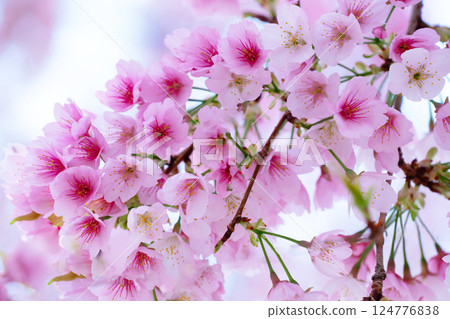 Newly bloomed cherry blossoms Newly bloomed cherry blossoms 124776838