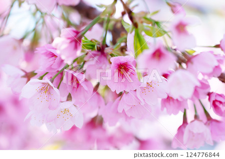 Newly bloomed cherry blossoms 124776844