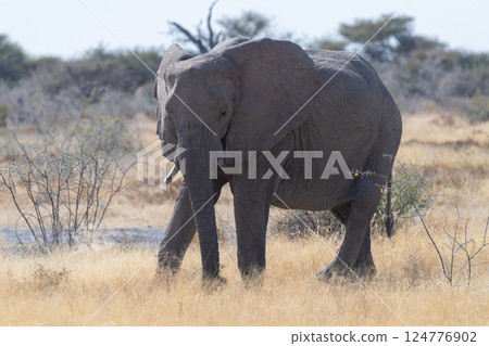 An African Elephant grazing in Etosha 124776902