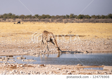 Giraffe in Etosha 124776908