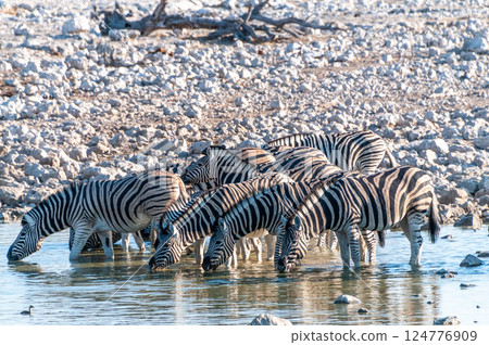 Zebras in Etosha Zebras in Etosha 124776909