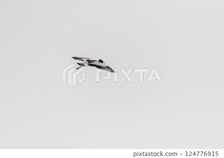 Blacksmith Lapwing in Chobe National park 124776915