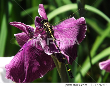 A Japanese dragonfly resting on an iris A Japanese dragonfly resting on an iris 124776918