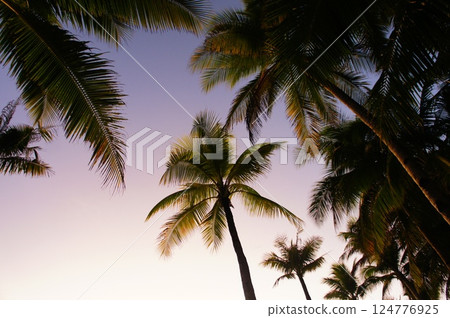 長灘島黃昏的棕櫚樹 長灘島黃昏的棕櫚樹 124776925