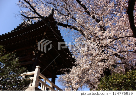 福藏院四月的蔚藍天空與盛開的染井吉野櫻花(2) 福藏院四月的蔚藍天空與盛開的染井吉野櫻花(2) 124776959