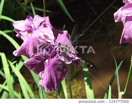 一隻日本蜻蜓停在鳶尾花上 一隻日本蜻蜓停在鳶尾花上 124777008